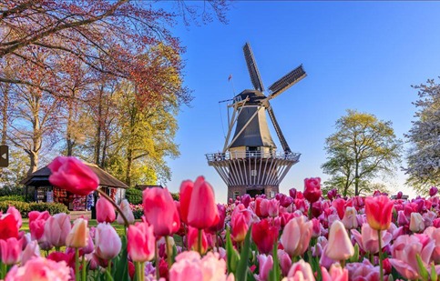 CRUZEIRO PELA HOLANDA & BÉLGICA NA FLORAÇÃO DAS TULIPAS DE KEUKENHOF