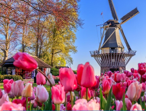CRUZEIRO HOLANDA E BÉLGICA, NA FLORAÇÃO DAS TULIPAS DE KEUKENHOF
