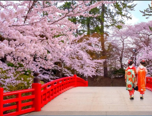 JAPÃO NA FLORAÇÃO DAS CEREJEIRAS
