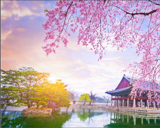 SINGAPURA & COREIA DO SUL NA FLORAÇÃO DAS CEREJEIRAS