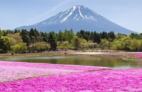 O MELHOR DA PRIMAVERA NO JAPÃO